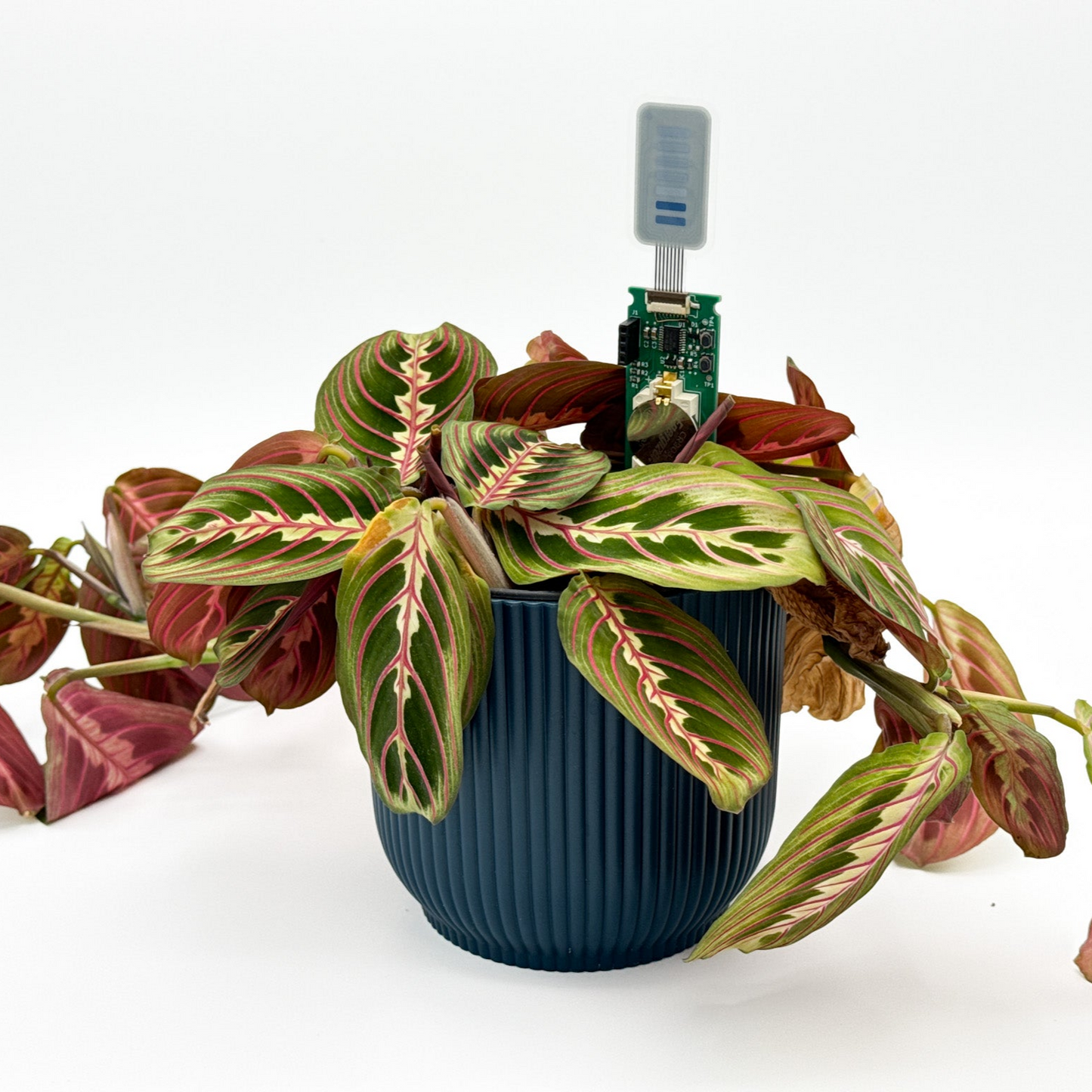 Houseplant watering monitor